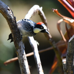 Birds of Costa Rica: Acorn Woodpecker (Melanerpes formicivorus)