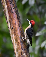 Birds of Costa Rica: Black-cheeked Woodpecker (Melanerpes pucherani)