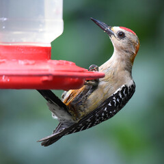 Birds of Costa Rica: Hoffmann's Woodpecker (Melanerpes hoffmannii)