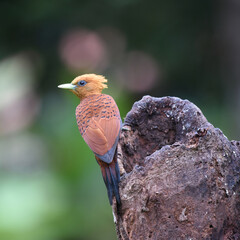 Birds of Costa Rica: Chestnut-colored Woodpecker (Celeus castaneus)