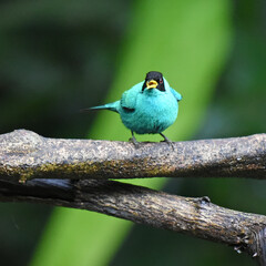 Birds of Costa Rica: Male Green Honeycreeper (Chlorophanes spiza)