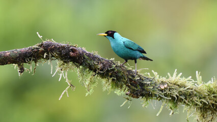 Birds of Costa Rica: Male Green Honeycreeper (Chlorophanes spiza)