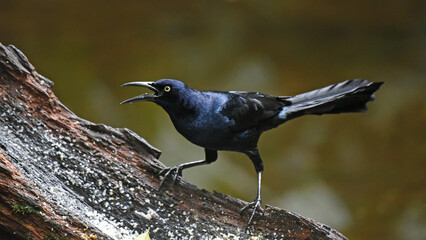 Birds of Costa Rica: Great-tailed Grackle (Quiscalus mexicanus)