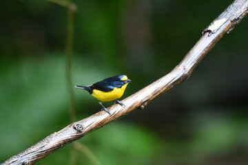 Birds of Costa Rica: Yellow-throated Euphonia (Euphonia hirundinacea)