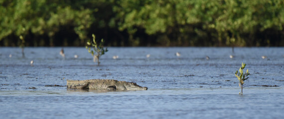 American crocodile (Crocodylus acutus) lying on the banks of the Tarcoles River, Costa Rica