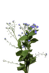 Forget-me-not in the studio - 780496009