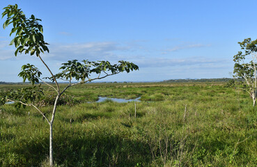 Medio Queso wetland in the north of Costa Rica