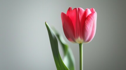 Red tulip flower bloom with vibrant petals and a close-up view in spring