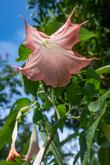 Orange flowers of angels trumpet on blurred green leaves and blue sky background
