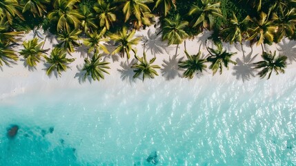 Beach and coconut trees top view
