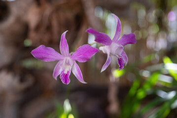 White and purple orchids on green leaves background. Purple Guaria orchid - 780499842