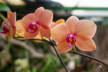 Orange orchids on tropical green leaves background. Phalaenopsis orchid - 780500432