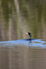Marais Kingsbury Éclipse 8 Avril 2024