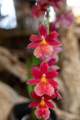 Red orchid flowers on dark green leaves background. Unusual small red orchids