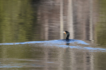 Marais Kingsbury Éclipse 8 Avril 2024