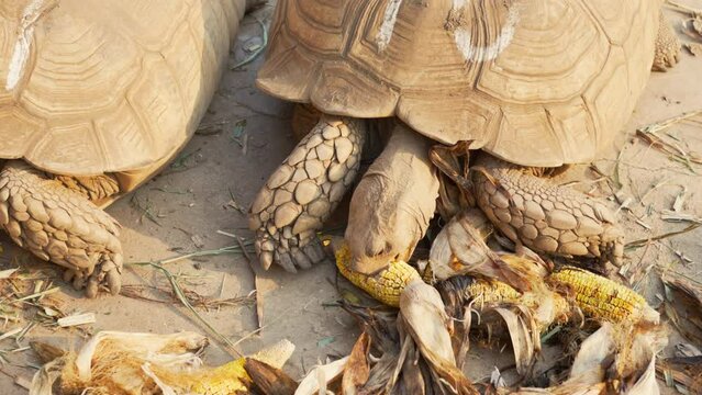 Large sucata tortoises eating corns. Animals, natural and environment