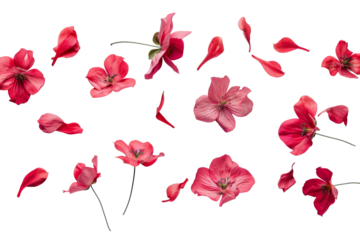 Petal flowers flying in the air in spring season isolated on background, falling blossom petal, levitation of beautiful tropical floral.