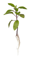 Ginura procumbens with leaves and roots isolated on white background