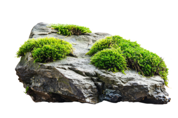 old grey rock with moss isolated on white or transparent png