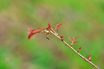 봄 풍경, 나무의 새싹
