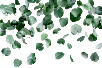 Green leaves flying and falling isolated on background, tropical leaf for border element, fresh natural foliage, organic herbal in form of wave and swirl.