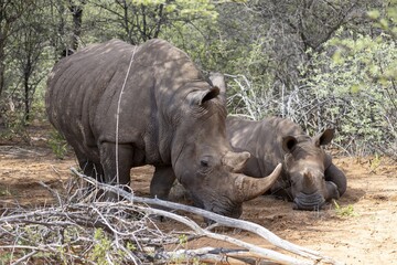 Picture of a rhino mother with baby in the wild taken in the Namibian province of Waterberg