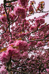 pink cherry tree