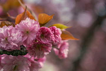close up of pink flowers