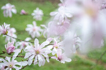Close-up of white-pink Magnolia stellate, Siebold and Zucc, flowers of a green spring park. blurred foreground