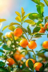Kumquat harvest in the garden. selective focus.