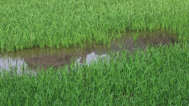 Static Rice Paddy Field View