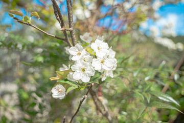 梨の花