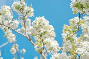 梨の花