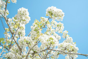梨の花