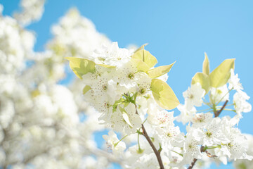 梨の花