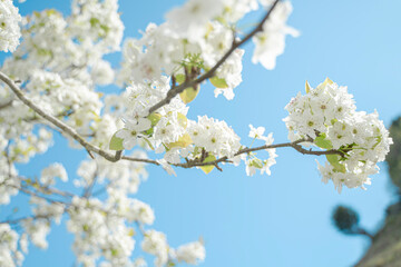 梨の花
