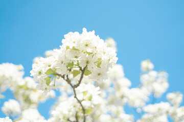 梨の花