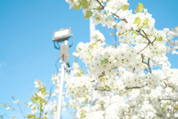 梨の花