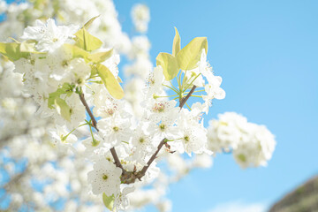 梨の花