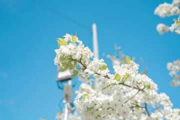 梨の花