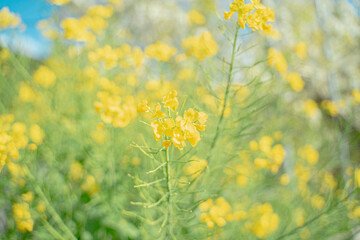 菜の花