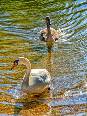 Cygnet and his mother