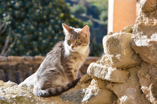 Gato callejero de color gris con tonos blancos en el pecho, sentado en un muro que está situado en la Ruta de los Cahorros, Granada.
Se encuentra observando el entorno con un rostro serio.