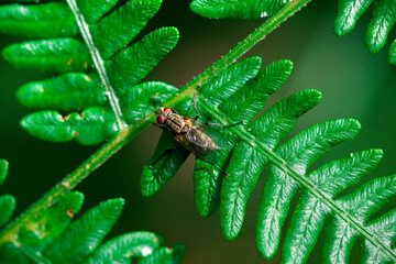 Closeup of a common fly on a leaf