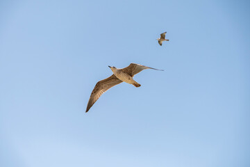 Seagull on blue background. European herring gull, Larus argentatus. Seagull flying in front of blue clouds.