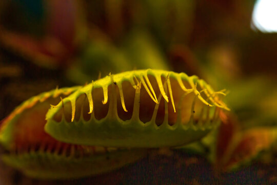 Venus flytrap plant (dionaea muscipula)