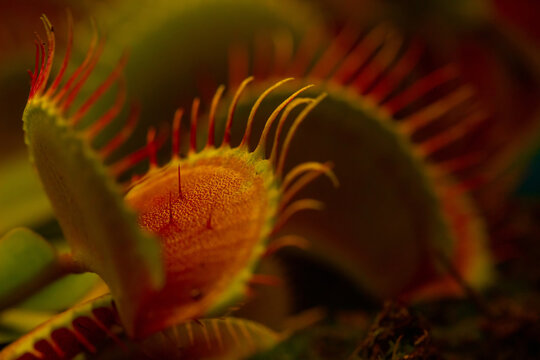 A venus flytrap plant