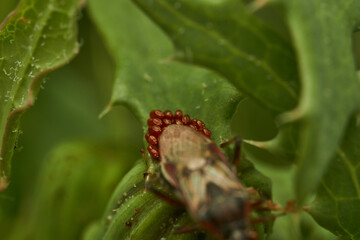 A red insect laying eggs on a green leaf