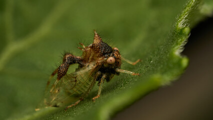 strange insect walking on a green leaf (Cyphonia)