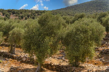 Close-up of olive trees. Hills planted with olive trees on a sunny day.
